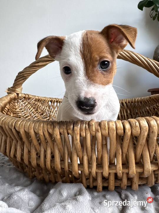 Cudowny szczeniak Jack Russell Terrier rodowód Poznań