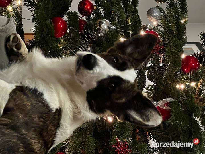 Suczka Welsh Corgi Cardigan rodowód FCI Pabianice