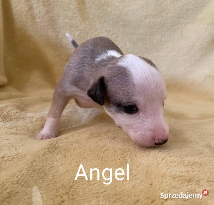 Chart Angielski Whippet