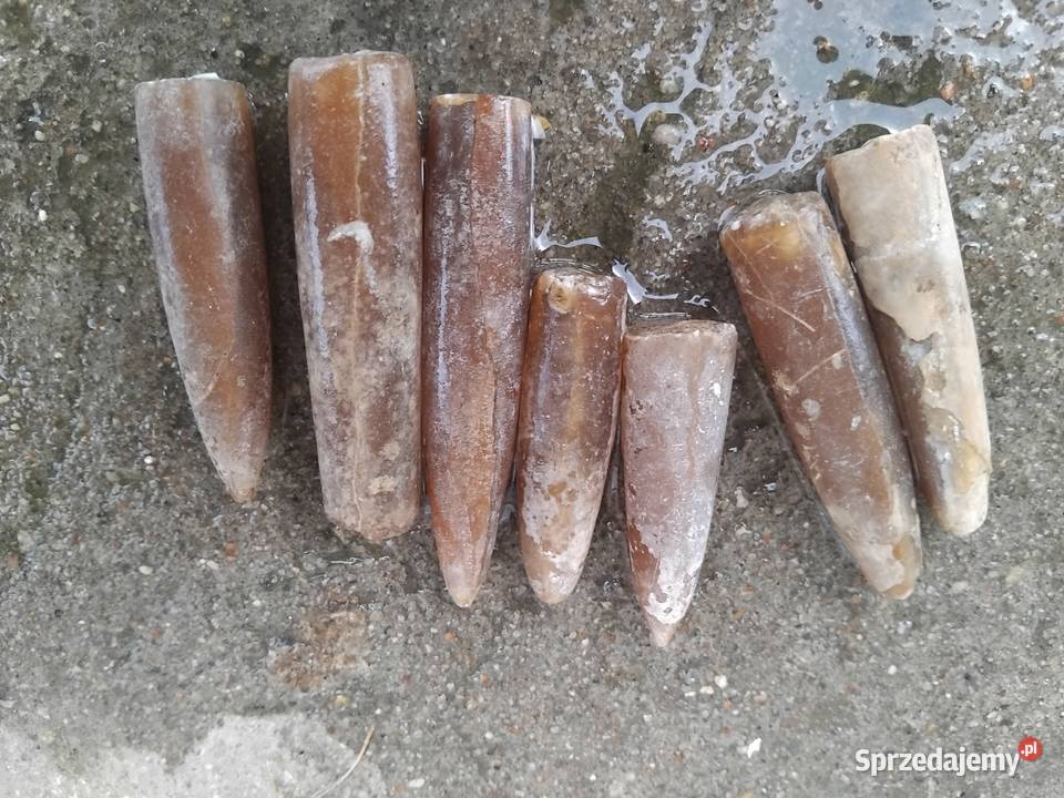 Belemnity CAŁE Pozostałe Hrubieszów