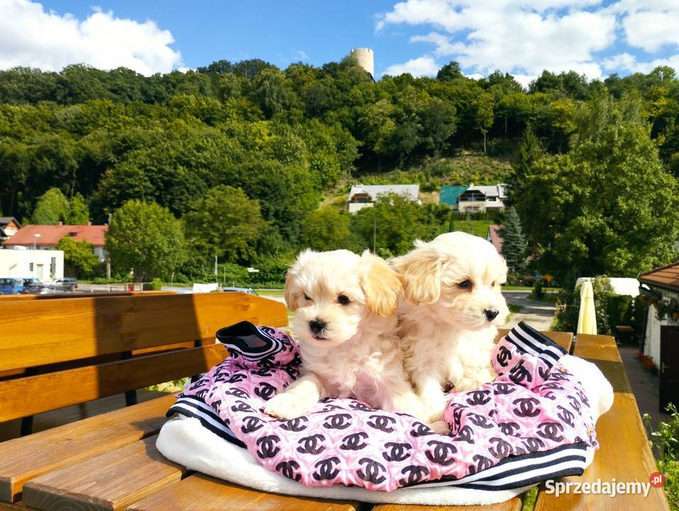 Maltipoo XS rodowodowe maltańczyk pudel Lublin