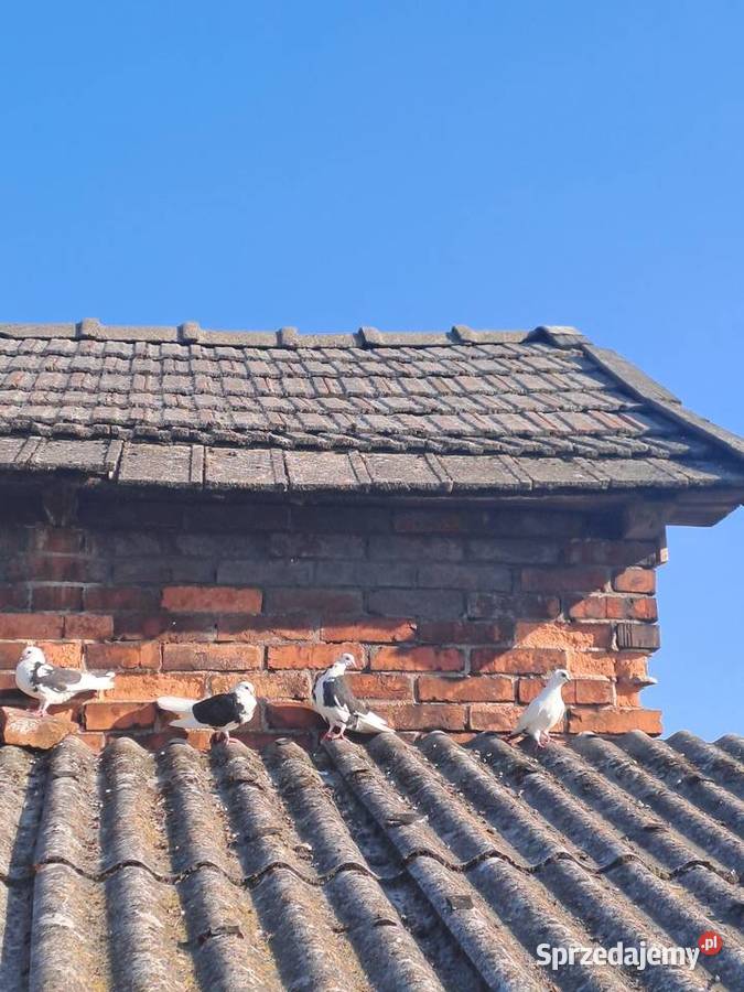 sprzedam gołębie Wawrzeńczyce