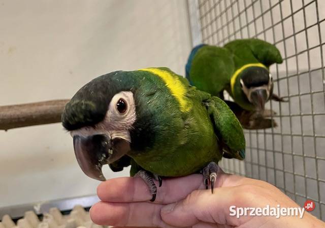 Ary żółtoszyje auricollis ręcznie karmione