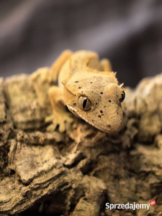 Gekon orzęsiony Wrocław sprzedam