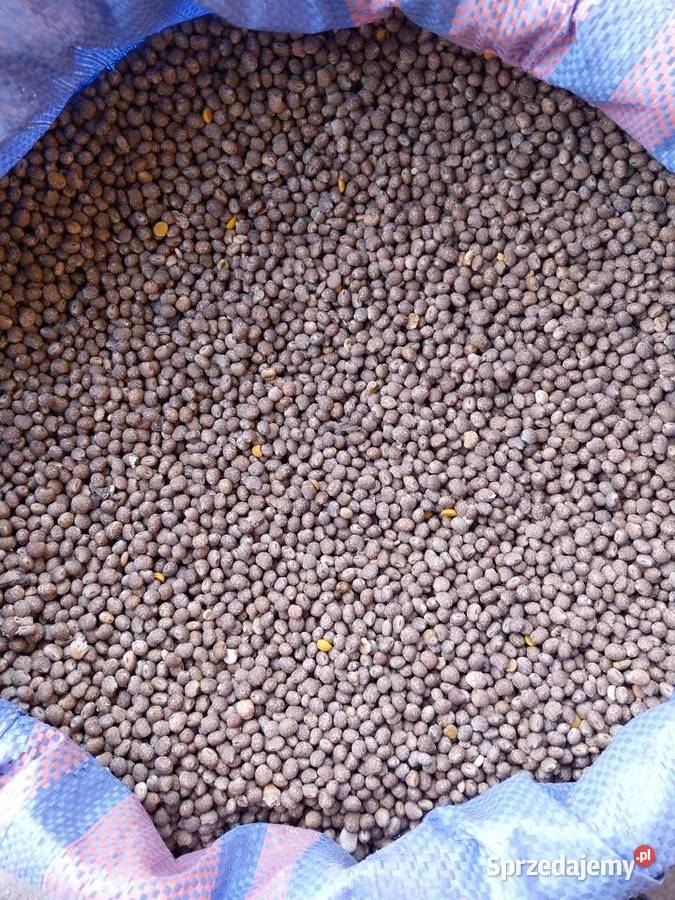 Groch Wyka Peluszka Gorczyca