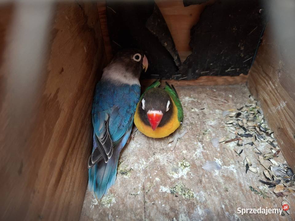 Papugi Nierozlaczki Fisher i czarnoglowki Śmigiel