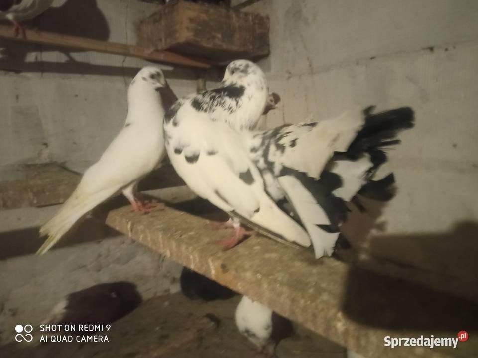 Pawiki gołębie białe siwe czarne boki siwe boki Ptaki lubelskie Zamość