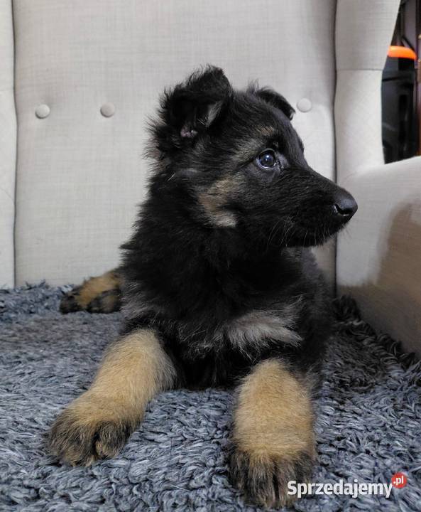 Suczka Owczarek Niemiecki Długowłosy Owczarek kujawsko-pomorskie Grzęby