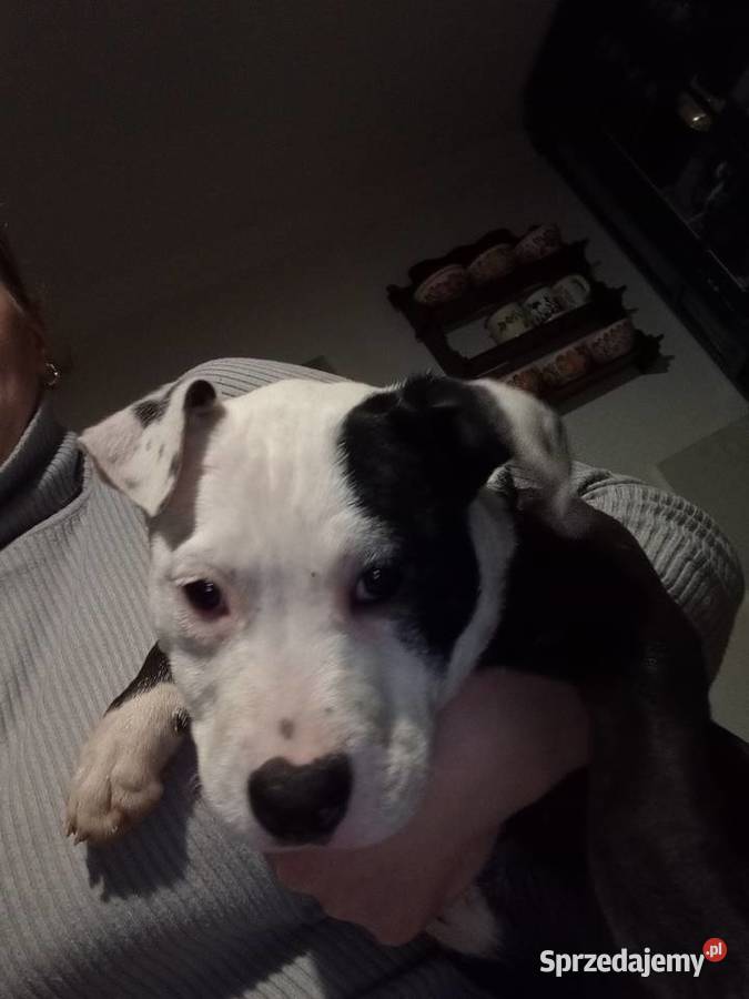 Amstaff suka Pilzno