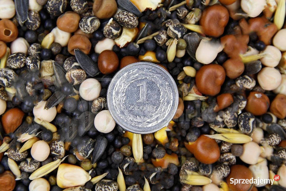 Mieszanka strączkowo zbożowa Poplon 25 Nawóz Produkcja roślinna Cieśle