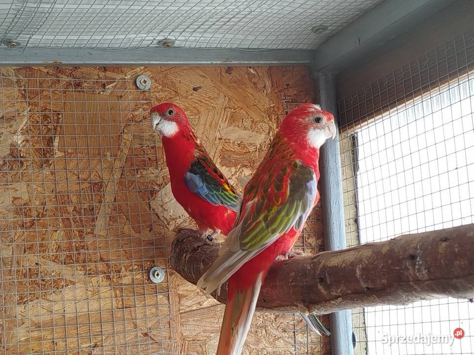 Rozelle białolice 2025 r świętokrzyskie Brzeziny