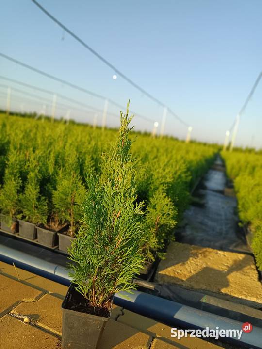 Tuja szmaragd p9 30 Kołaczkowo
