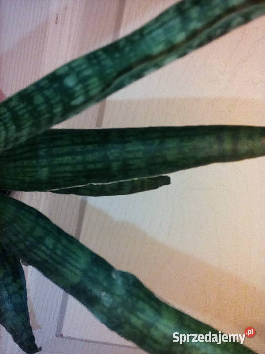 Sansewieria ciekawa odmiana kolorystyczna w Kraków