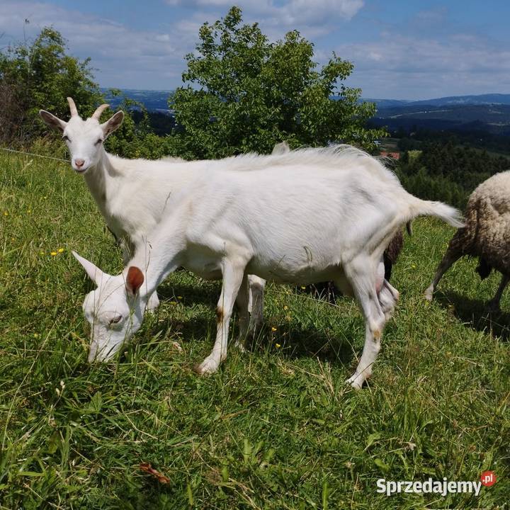Koza z mlekiem Nowy Sącz
