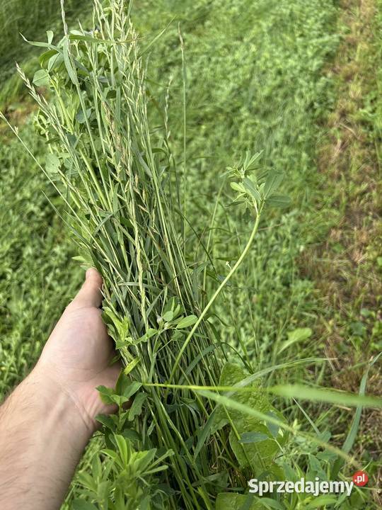 Bele sianokiszonki mieszanki lucerny z trawą z