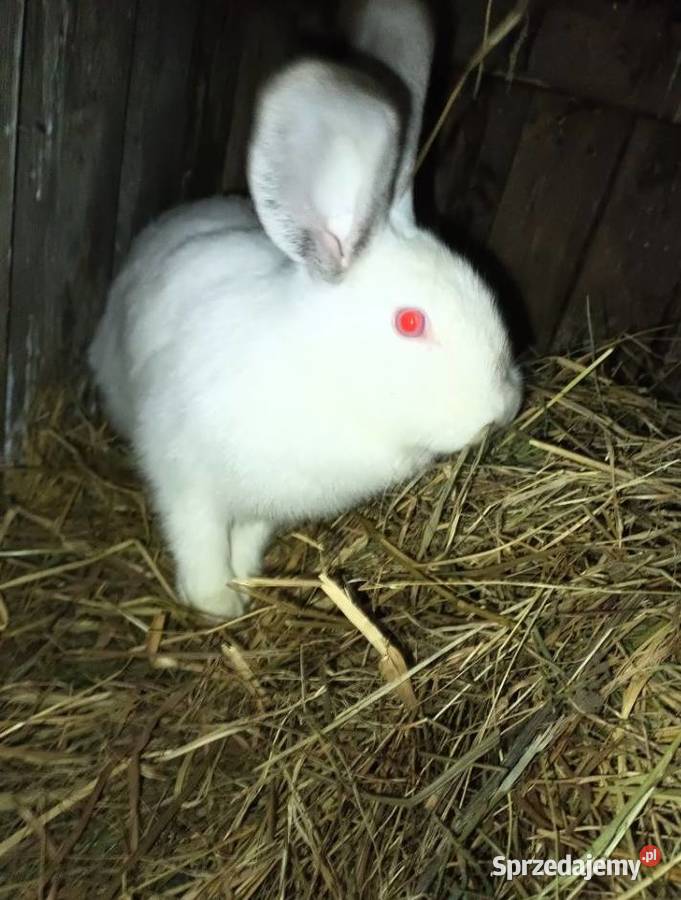 Sprzedam dwie samiczki króle Góra Świętej Małgorzaty