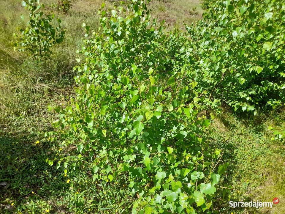 Sadzonki sosny dąb brzoza wierzba akacja Konin