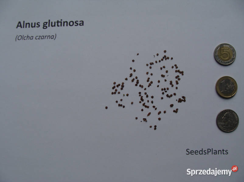 OLCHA OLSZA CZARNA Alnus glutinosa NASIONA 50000 Lubanie