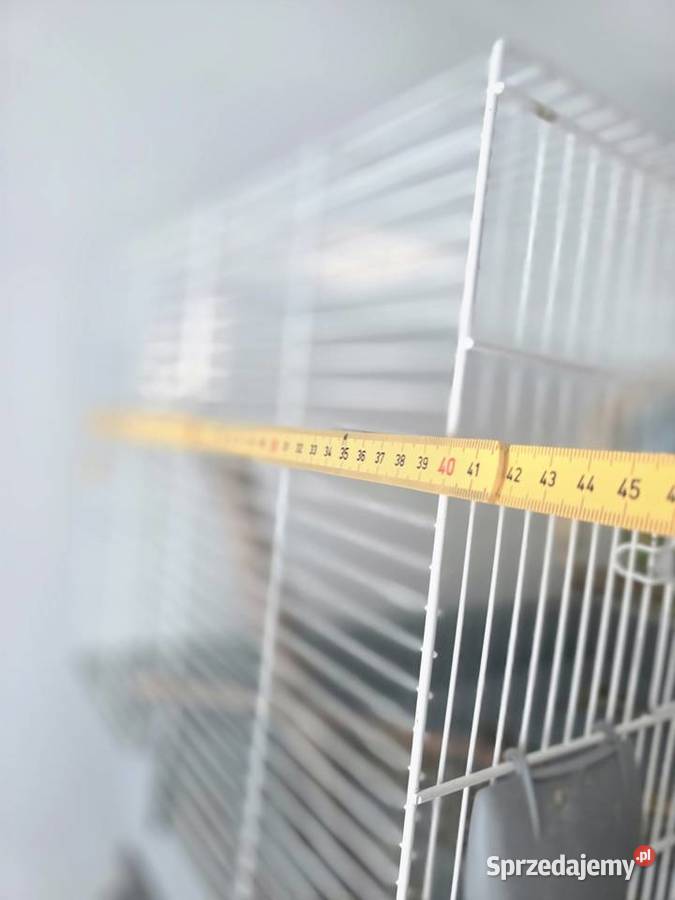 Papugi mazowieckie Warszawa