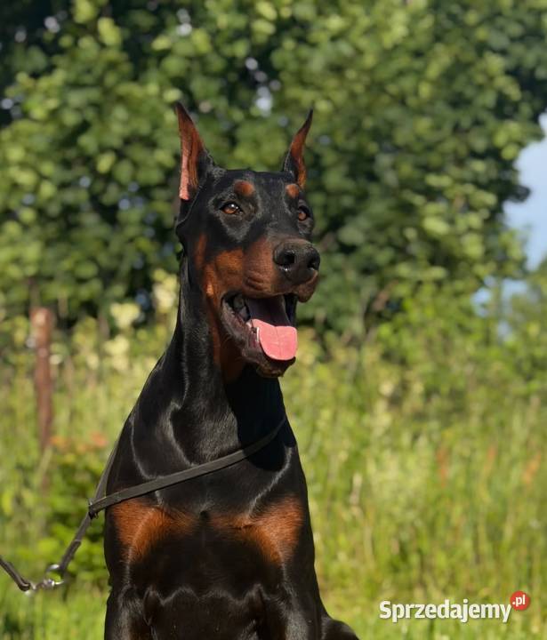 Szczeniak dobermana Głowno sprzedam