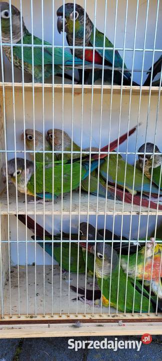 papugi rudosterki zielonolice