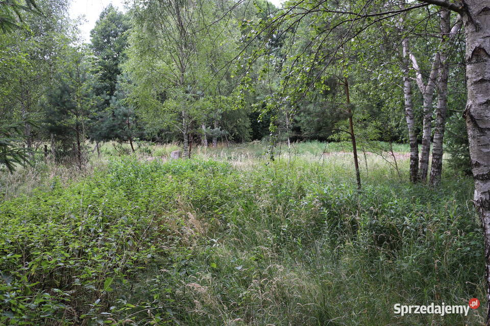 Działka Budowlana WZ Bratkowice lesie 124m Sprzedaż Nieruchomości