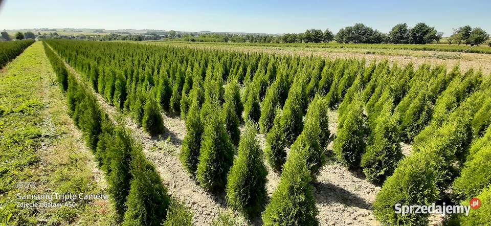 Tuja szmaragd 120 130 2023 12