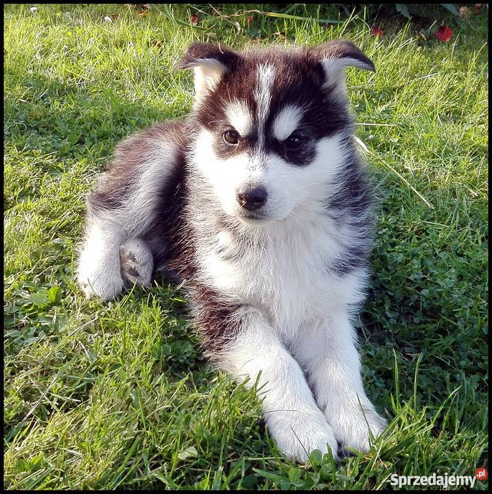Szczenięta Siberian Husky Zwierzęta Bolesławice