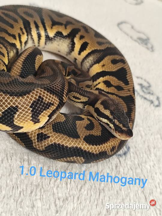 Pytony Królewskie młode i dorosłe Pruszków