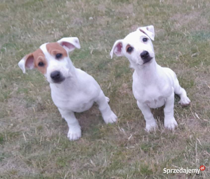 Jack Russell Terrier gotowe do odbiuru