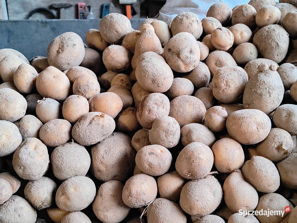 Ziemniaki jadalne Vinieta Giedlarowa