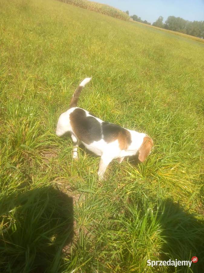 Beagle Ticolor pies ma dwa lata Beagle łódzkie Błaszki