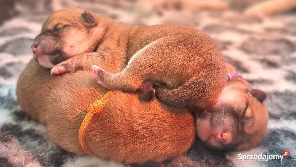 Czerwone suczki Shiba Inu FCI