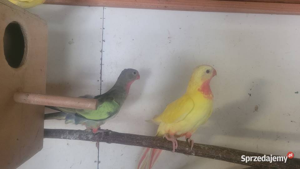 Ksiezniczka walli zielona samica