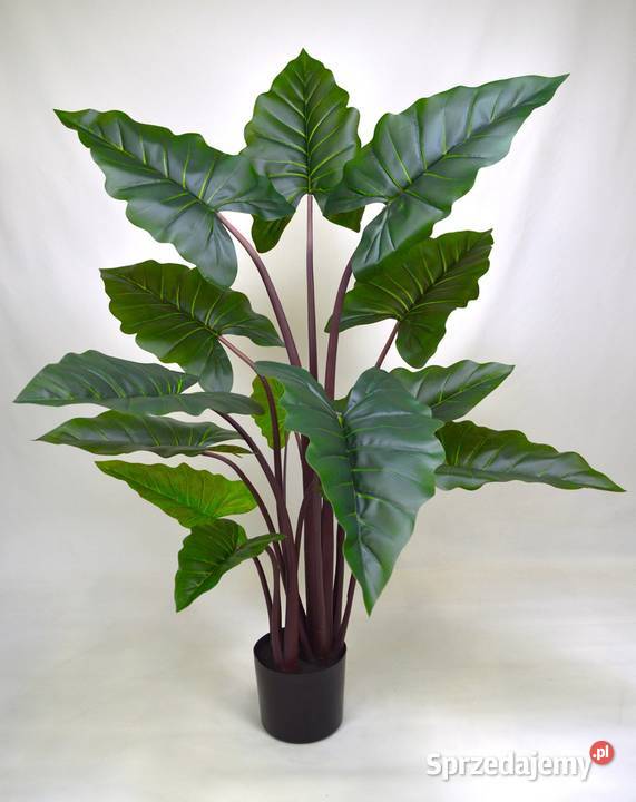 Alocasia sztuczne drzewko kwiat w donicy 150 kujawsko-pomorskie Wąbrzeźno