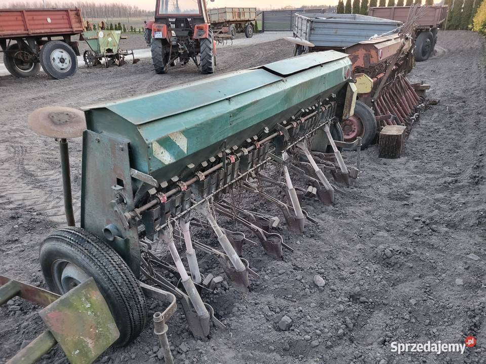 Siewnik poznaniak Miedniewice