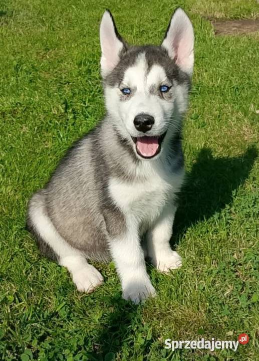 Syberian Husky piesek