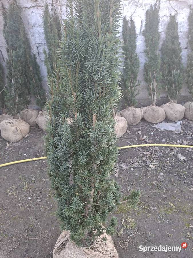 Cis Kkolumnowy Fastigiata Robusta Mszczonów