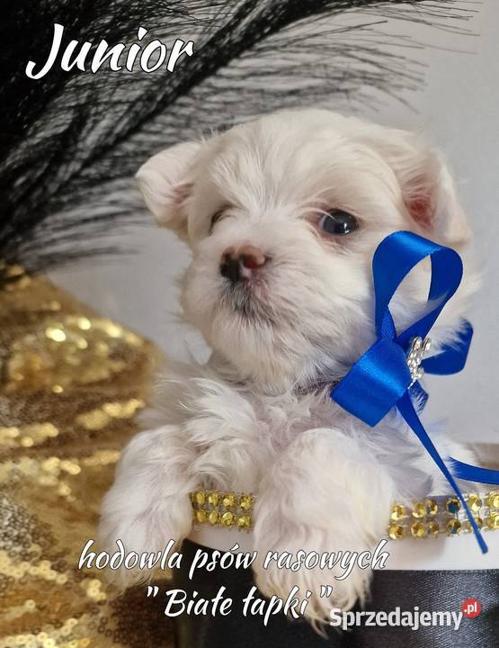 Maltanczyk piesek miniaturka sprzedam