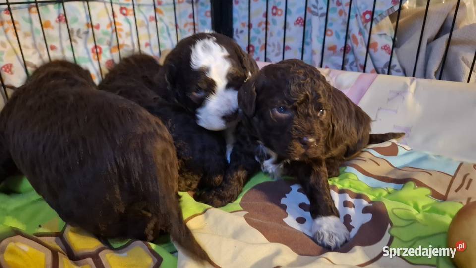 Lagotto romagnolo suczki i piesek metryka zkwp Sierpc sprzedam