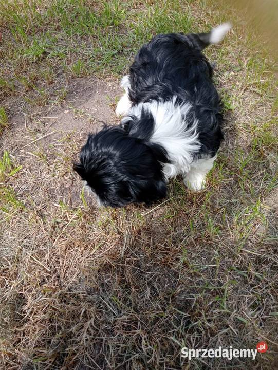 Shih tzu śliczna dziewczynka sprzedam