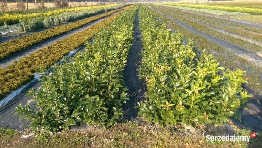 Rotundifolia laurowiśnia wschodnia dostawa grunt 30-50cm
