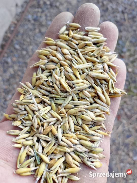 Przenżyto zbiór 2025 i owies z 2025 Krzesławice