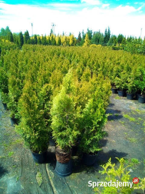 Tuja szmaragd szmaragdowa tuje na żywopłot Jasło