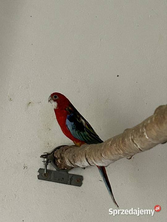 Rozelle Białolice Ptaki Ptaki Podolsze