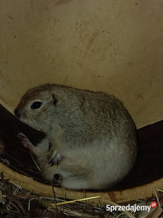 Suseł preriowy Richardsona Zwierzęta Poznań