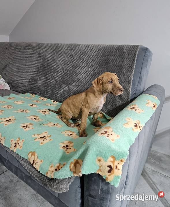Suczka Pit Bull Terrier sprzedam