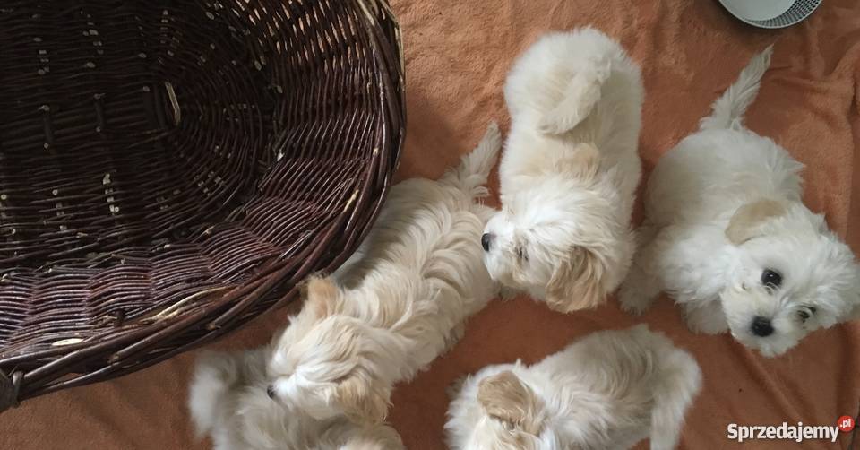 Hawańczyk Maltańczyk Maltańczyk