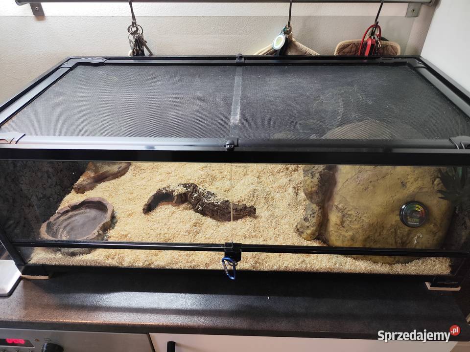 Pyton królewski z terrarium Pruszków