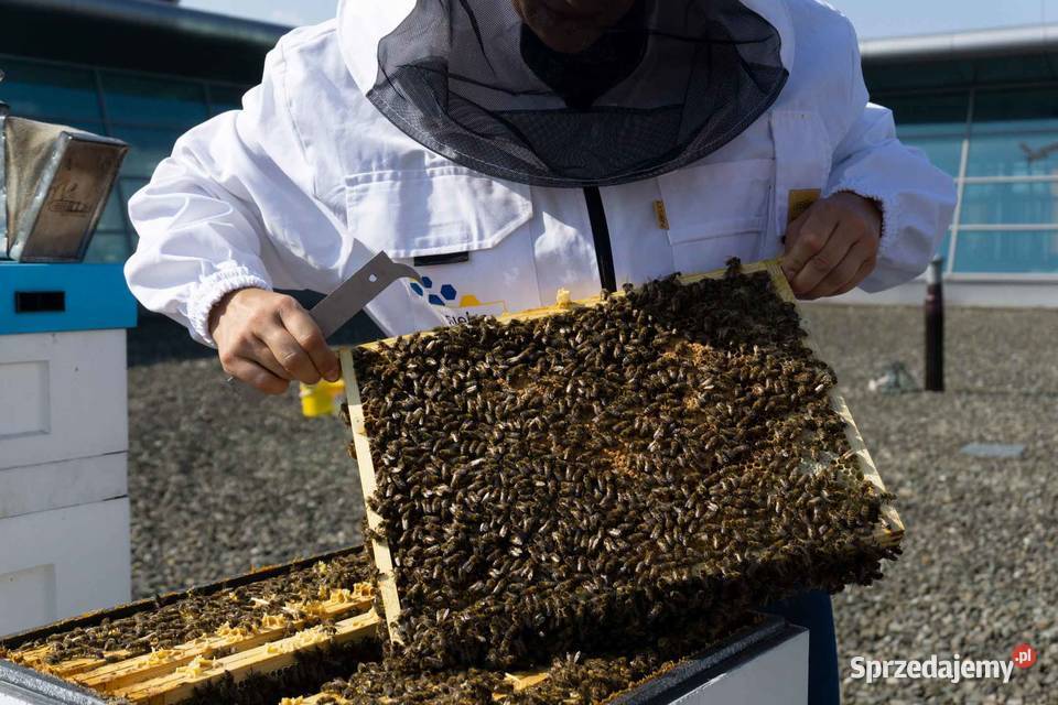 ODKŁADY PSZCZELE Pszczoły ROJE Na Ramce sprzedam